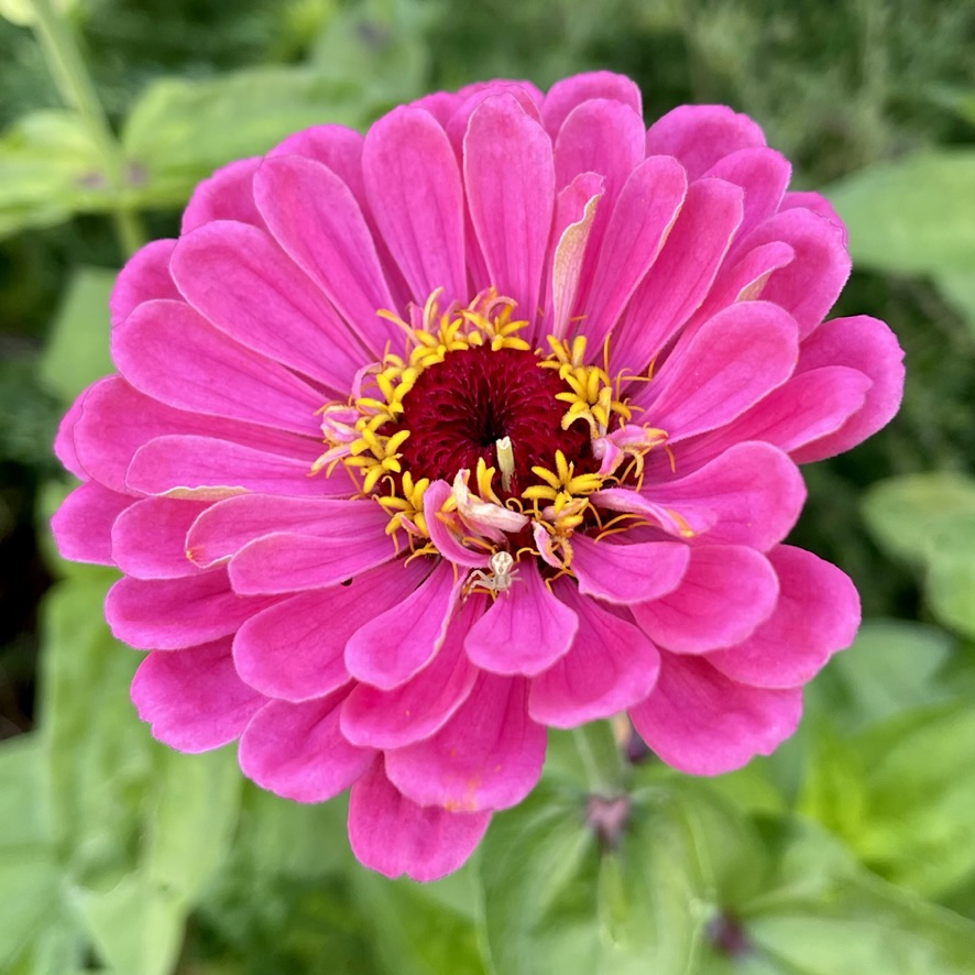 A bright pink zinnia and a small spider