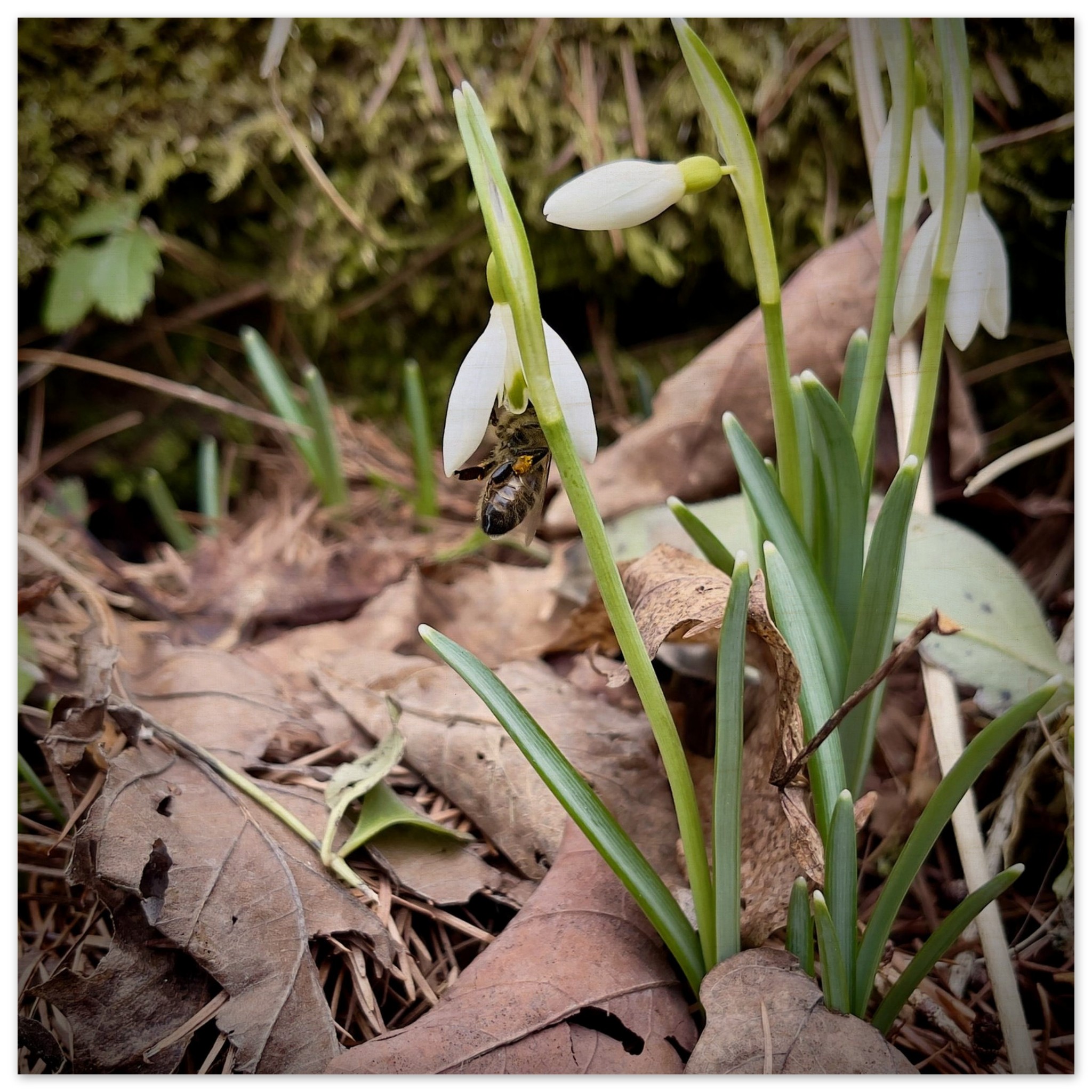 Early Snowdrops: A Springboard To Inner and Outer Wisdom