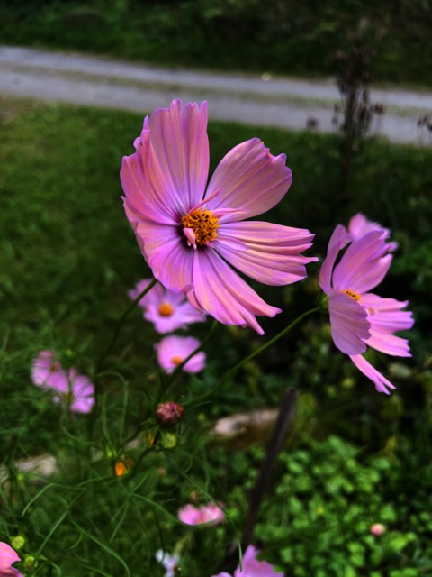 cosmos flowers in summer