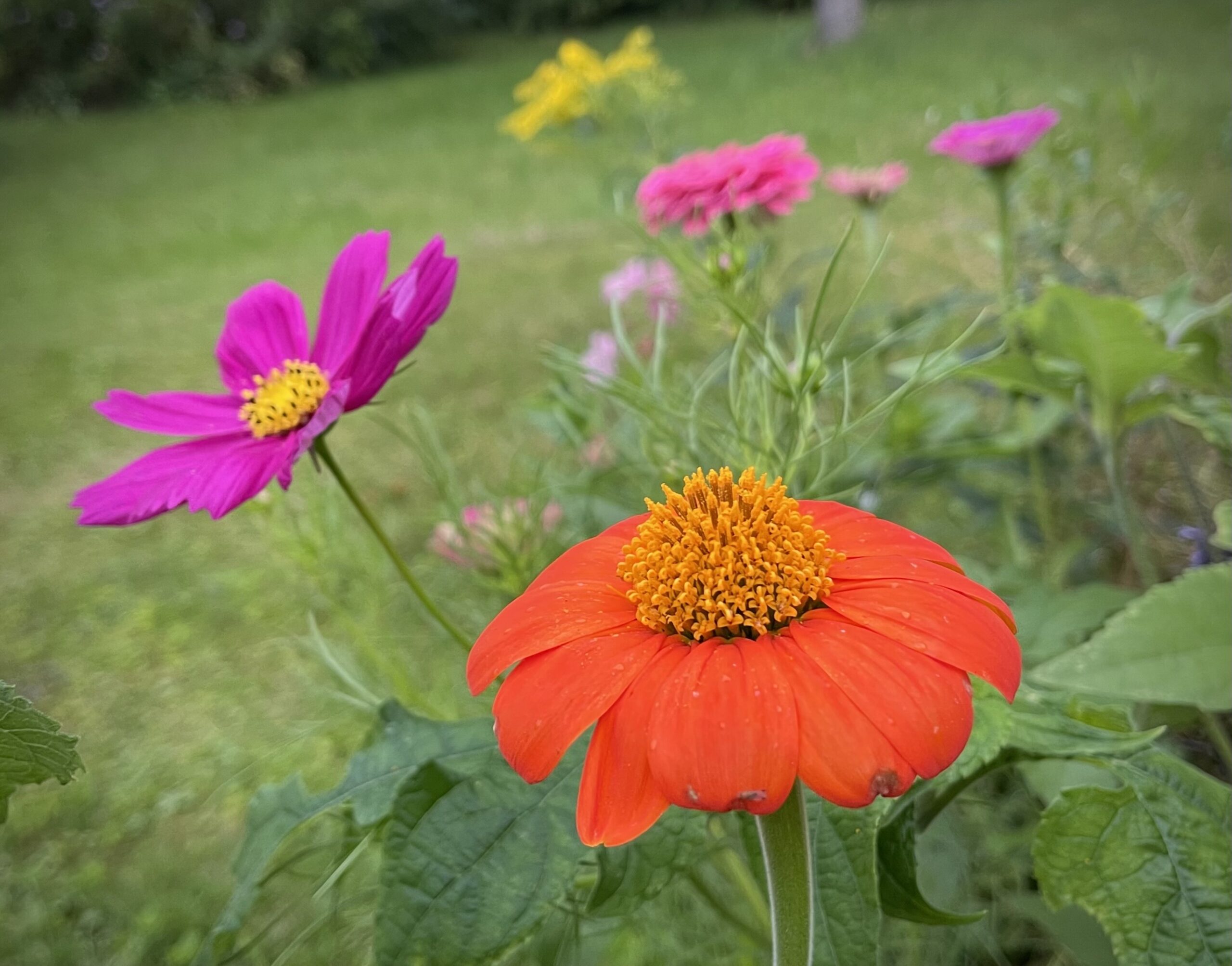 summer flowers including cosmos, zinnia, goldenrod, and mexican sunflower