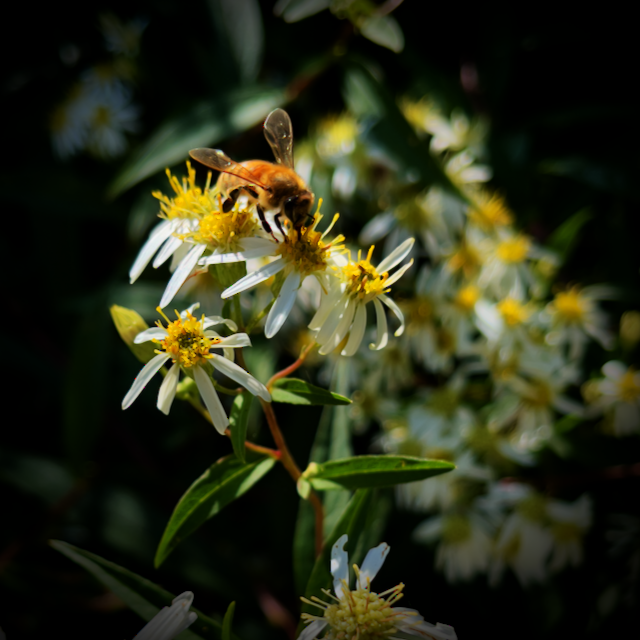 parasol white topped asters and a happy little pollinator