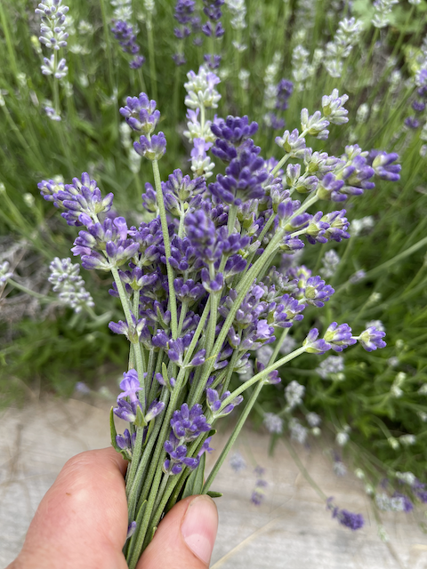 Tammy Schmidt is holding freshly picked lavender in her garden