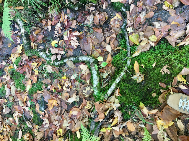 birch root meandering