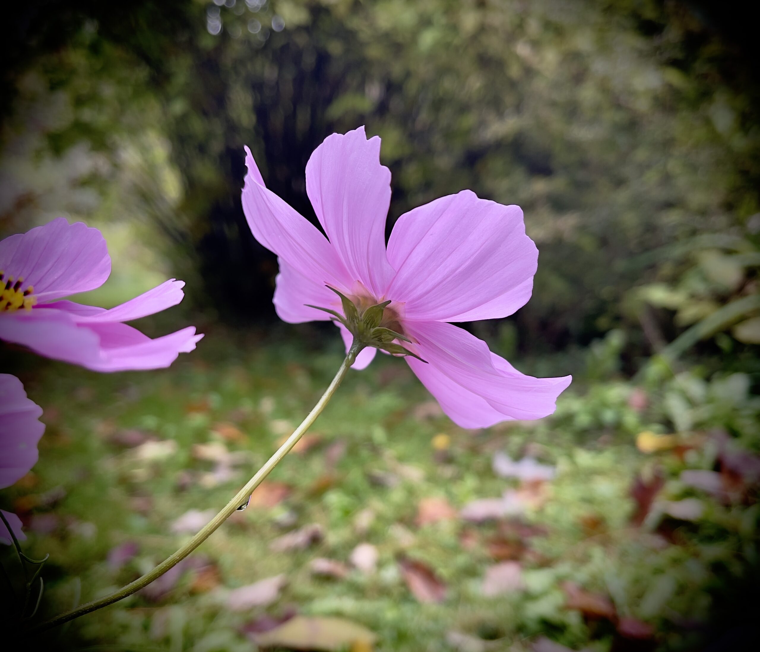 a pink cosmos in the garden and reaching to the sky.