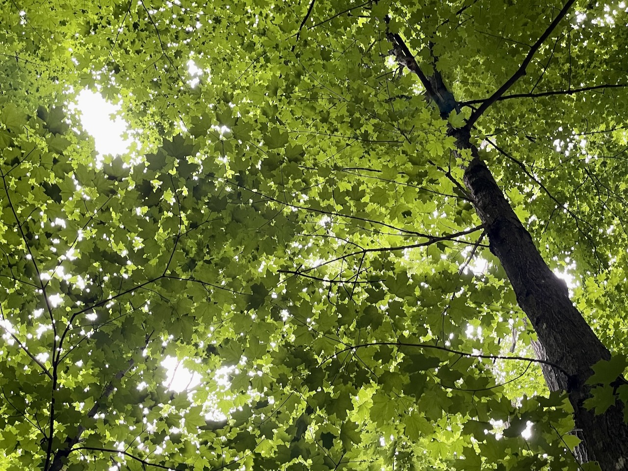 A nature connection moment under a maple canopy in summer with the light gently filtering through.