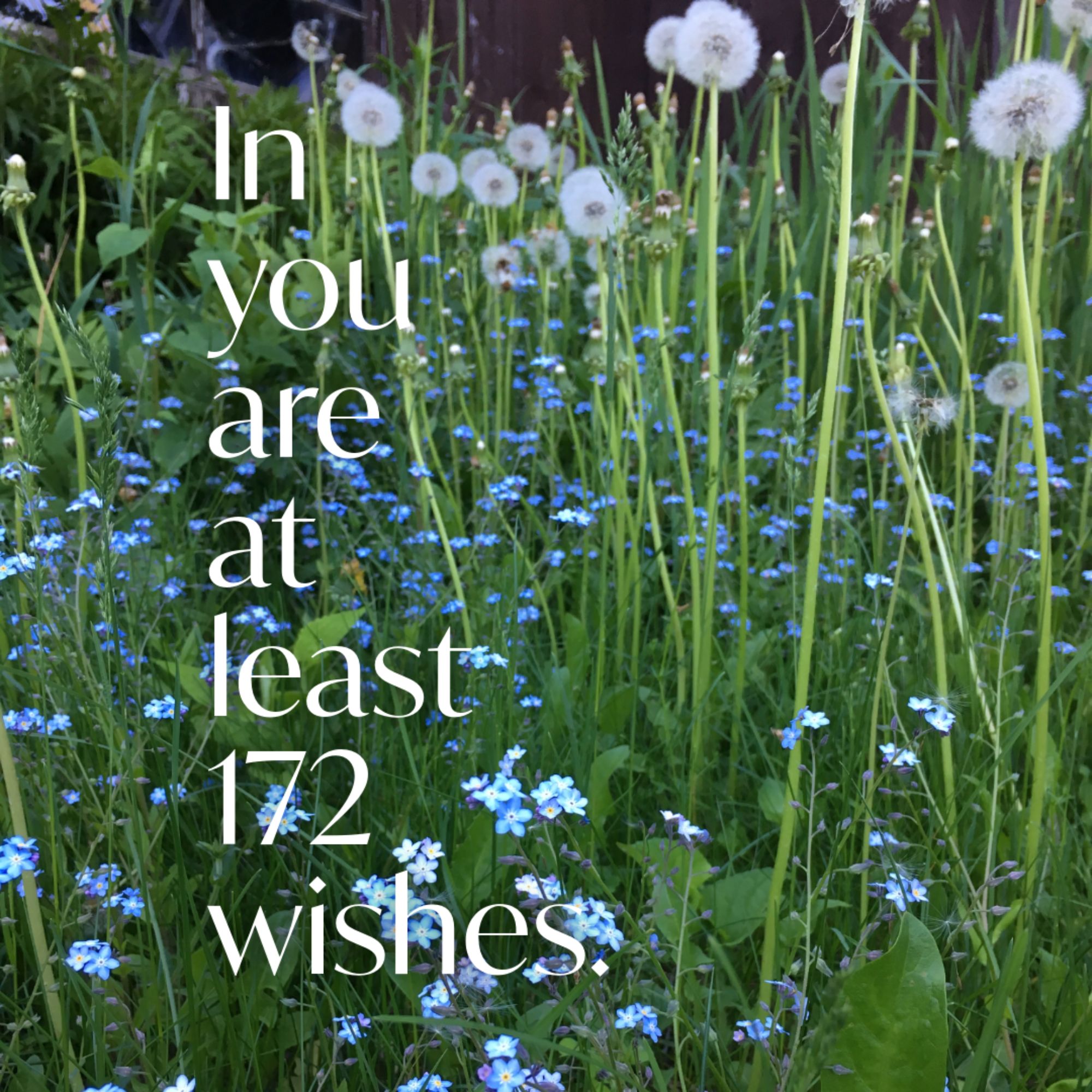 Bloom Anyway: 7 Life Lessons from the Dandelion About Courage, Joy, and Growth