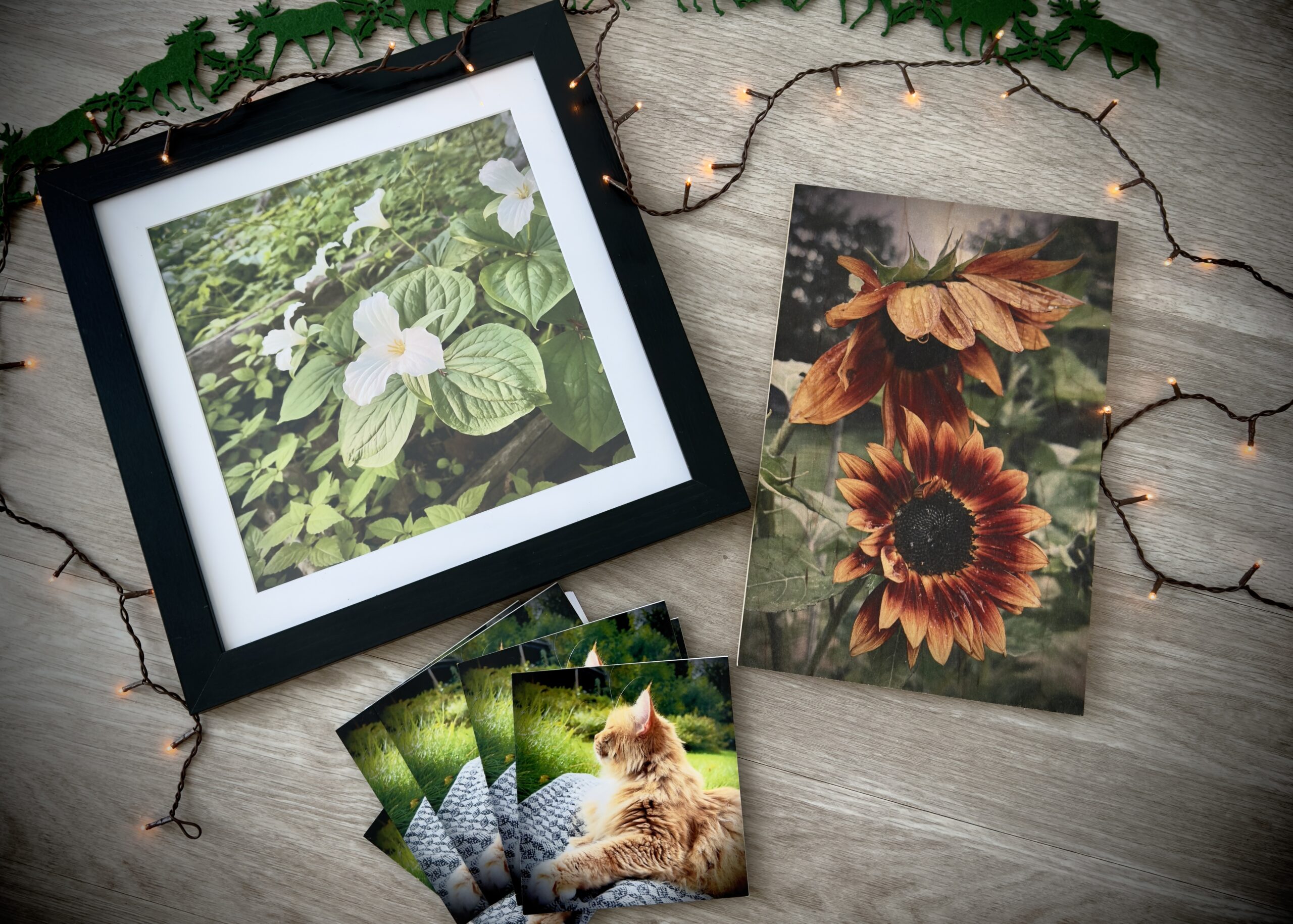 Nature-inspired art prints and cards by Tamara Schmidt