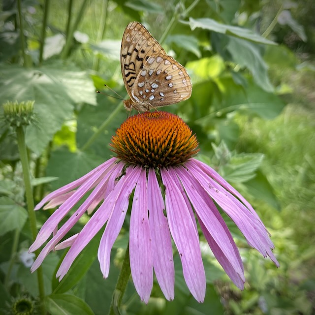 A weathered purple coneflower holding a butterfly—proof that beauty and worth remain, even with visible wear.
