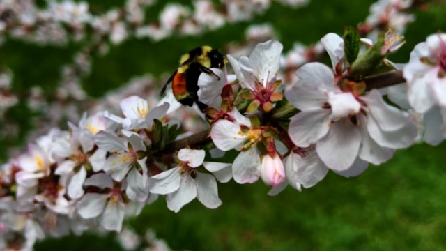 A bee visiting nanking cherry blossoms.