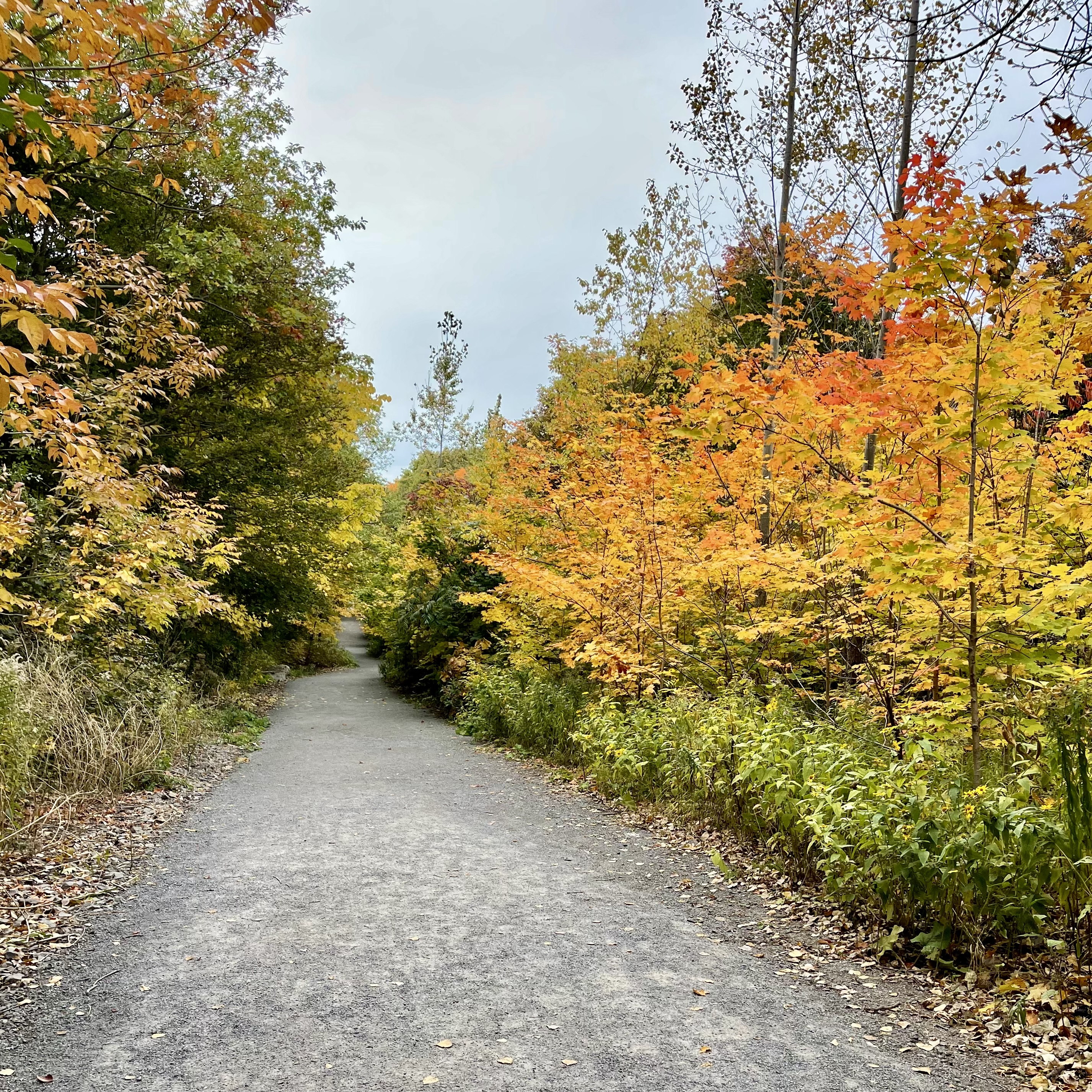 A path through the forest — an invitation to begin