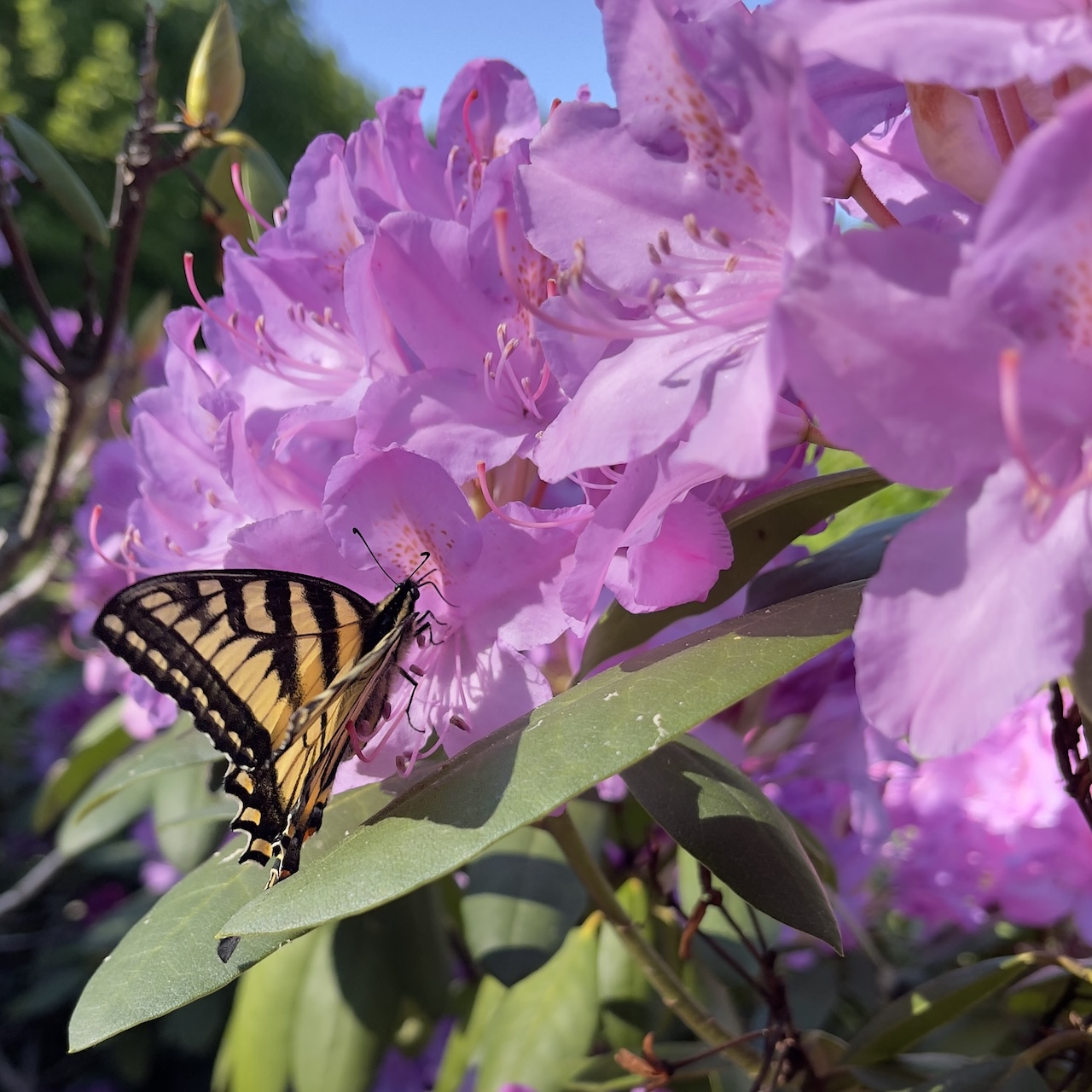 Swallowtail butterfly on rhododendron — the quiet beauty of tuning in