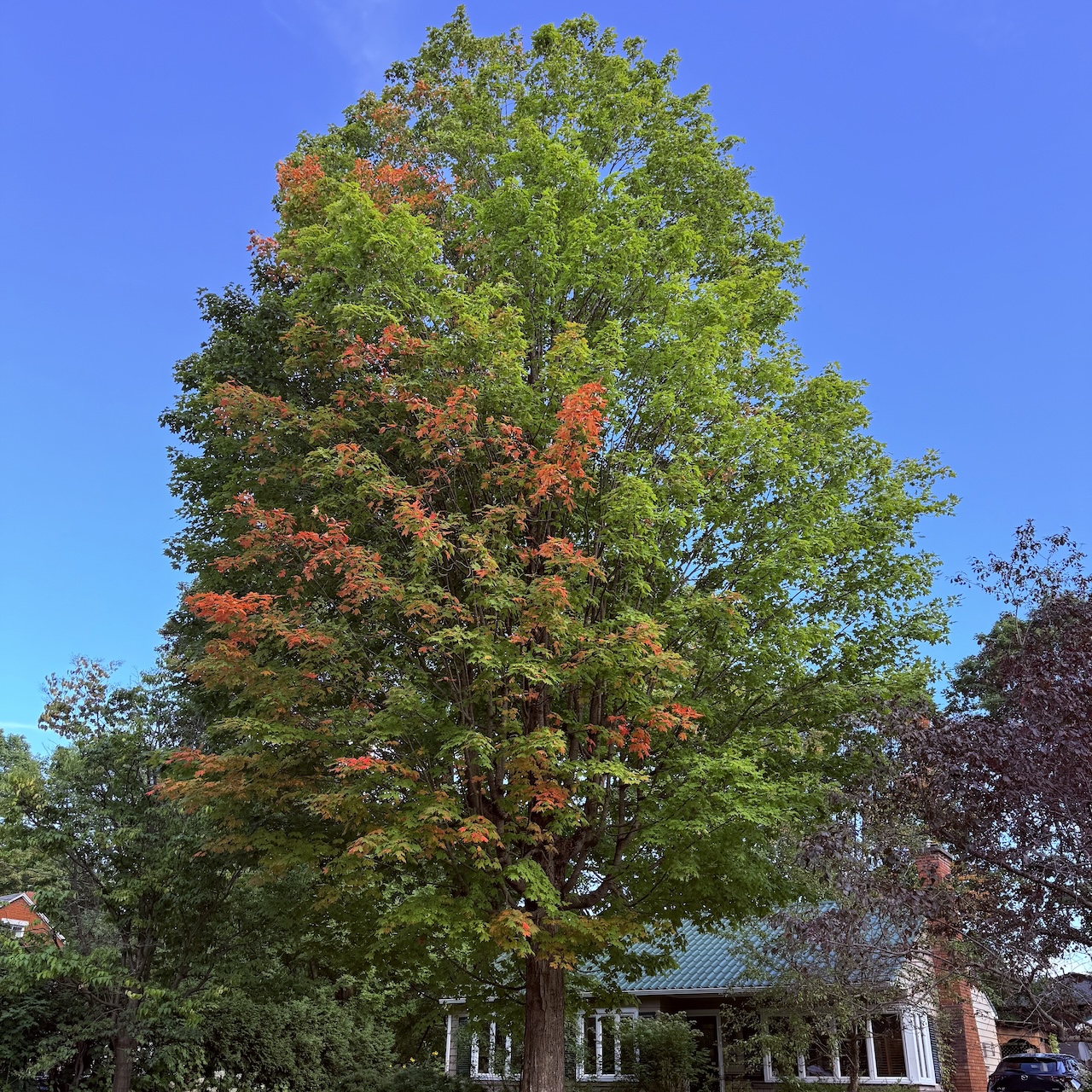 Belonging in Nature: What I Learned When Life Fell Apart