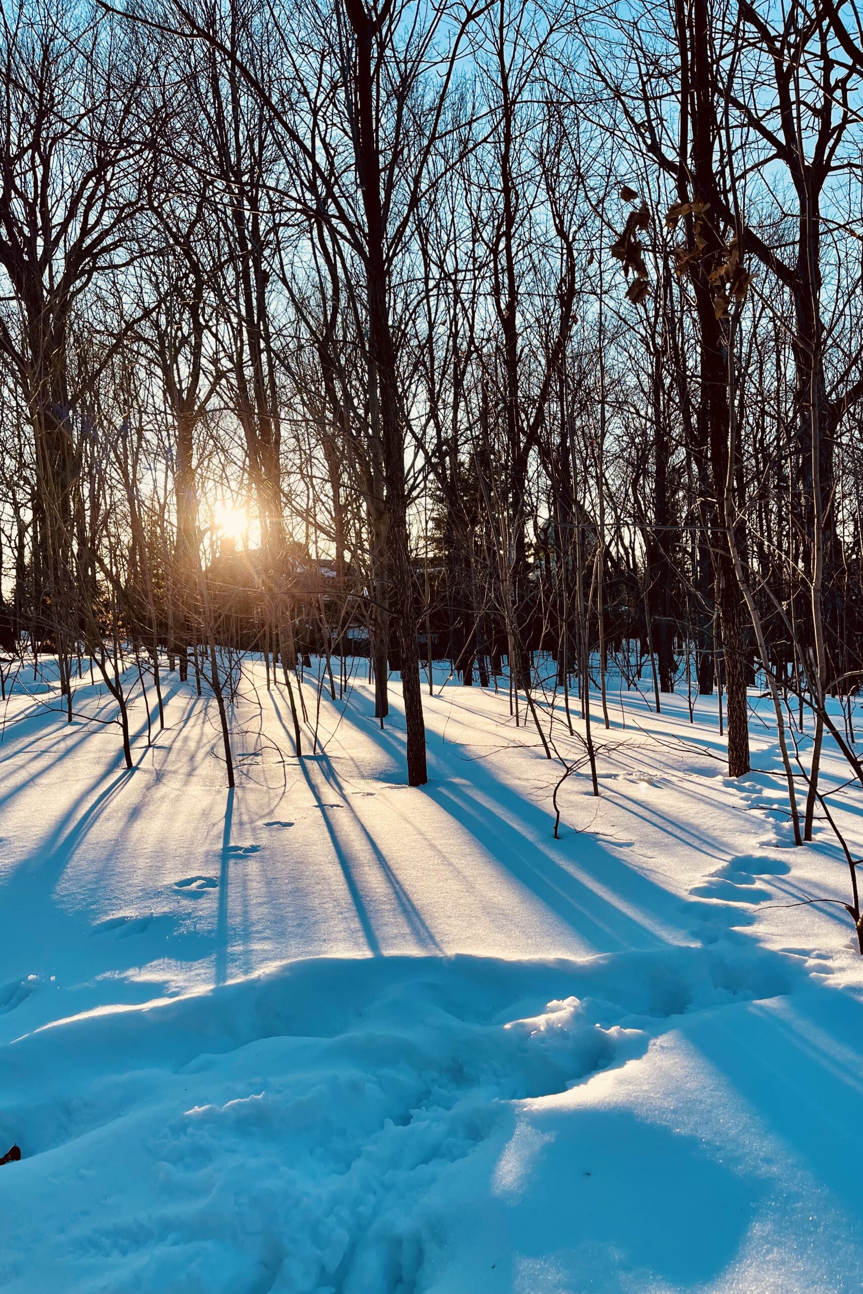 Winter sunlight shining through tall forest trees, casting long shadows on the snow, a quiet moment of stillness and reflection.