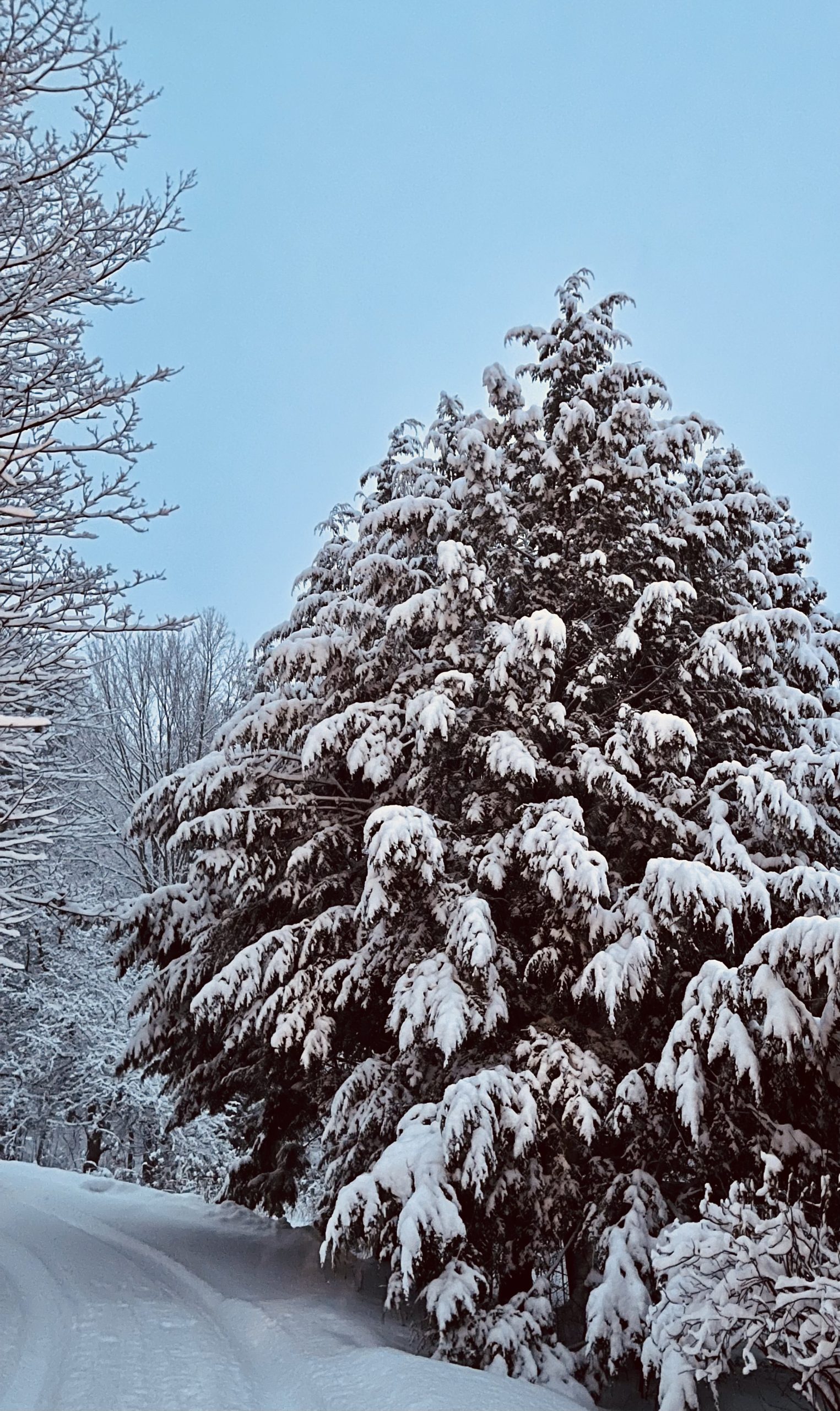 The Choices That Shape Culture: Christmas Traditions