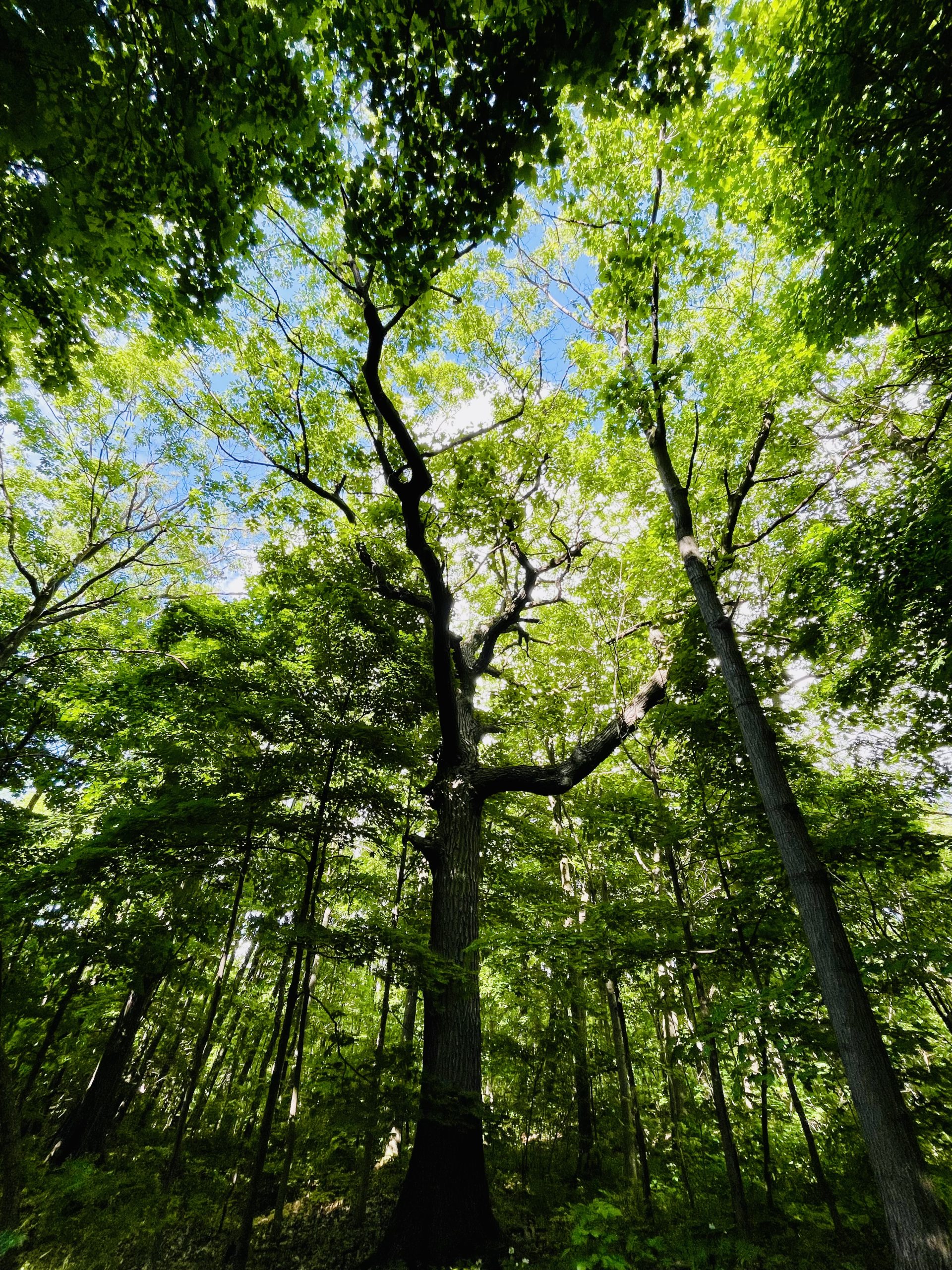 Vue vers la canopée