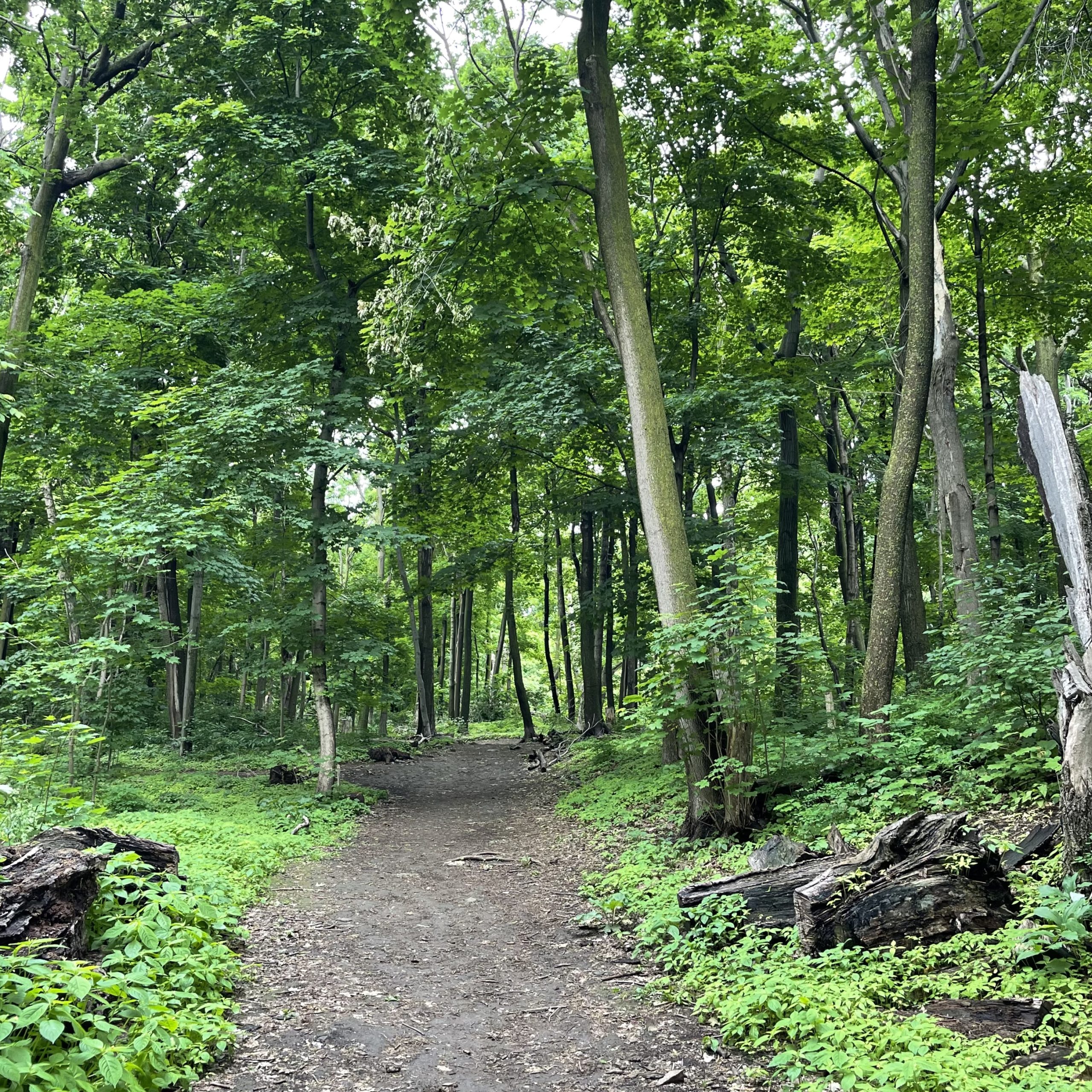 A forest path in summer, Eastern Townships