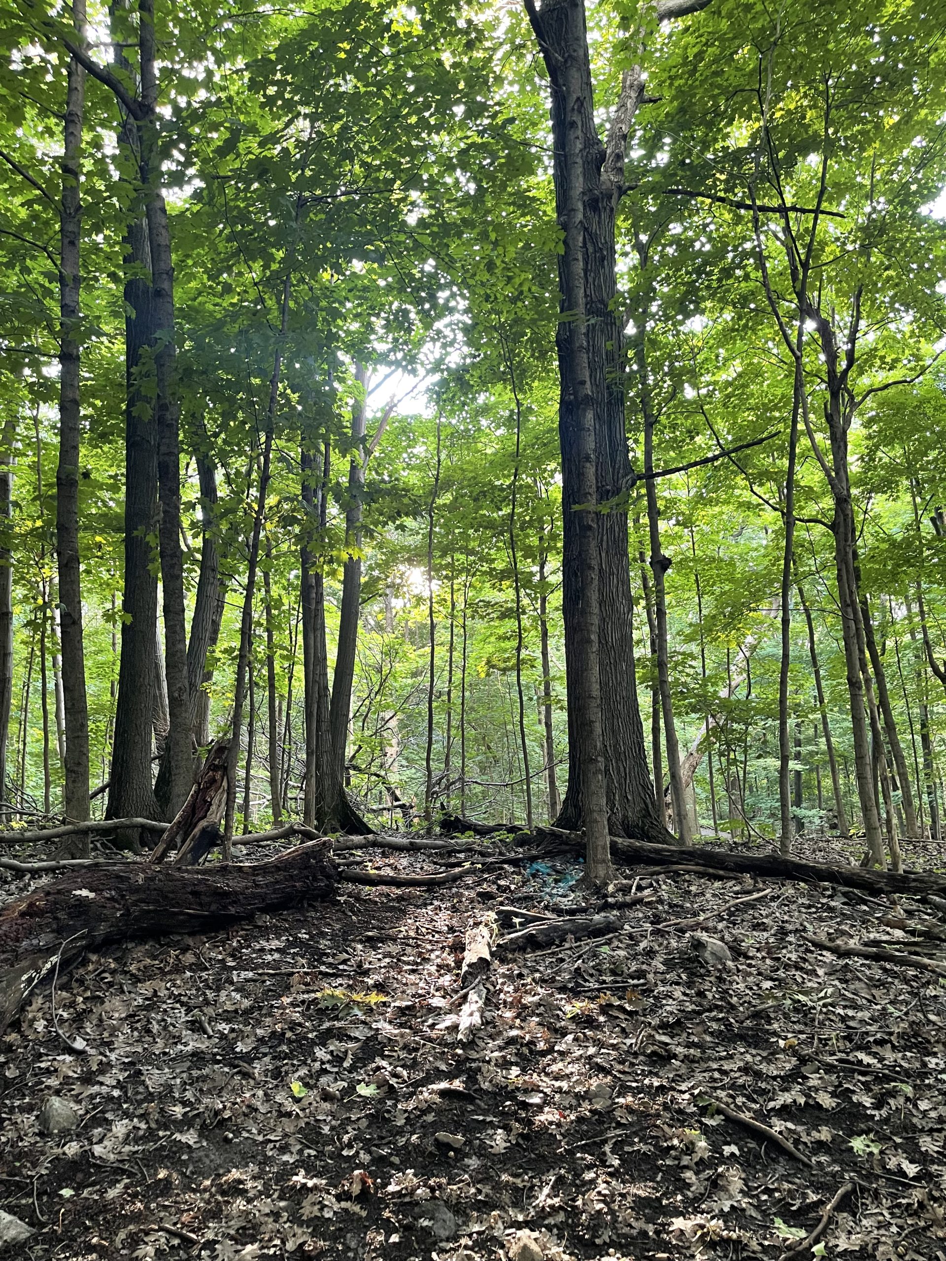 Vue vers la canopée de la forêt, Cantons-de-l'Est