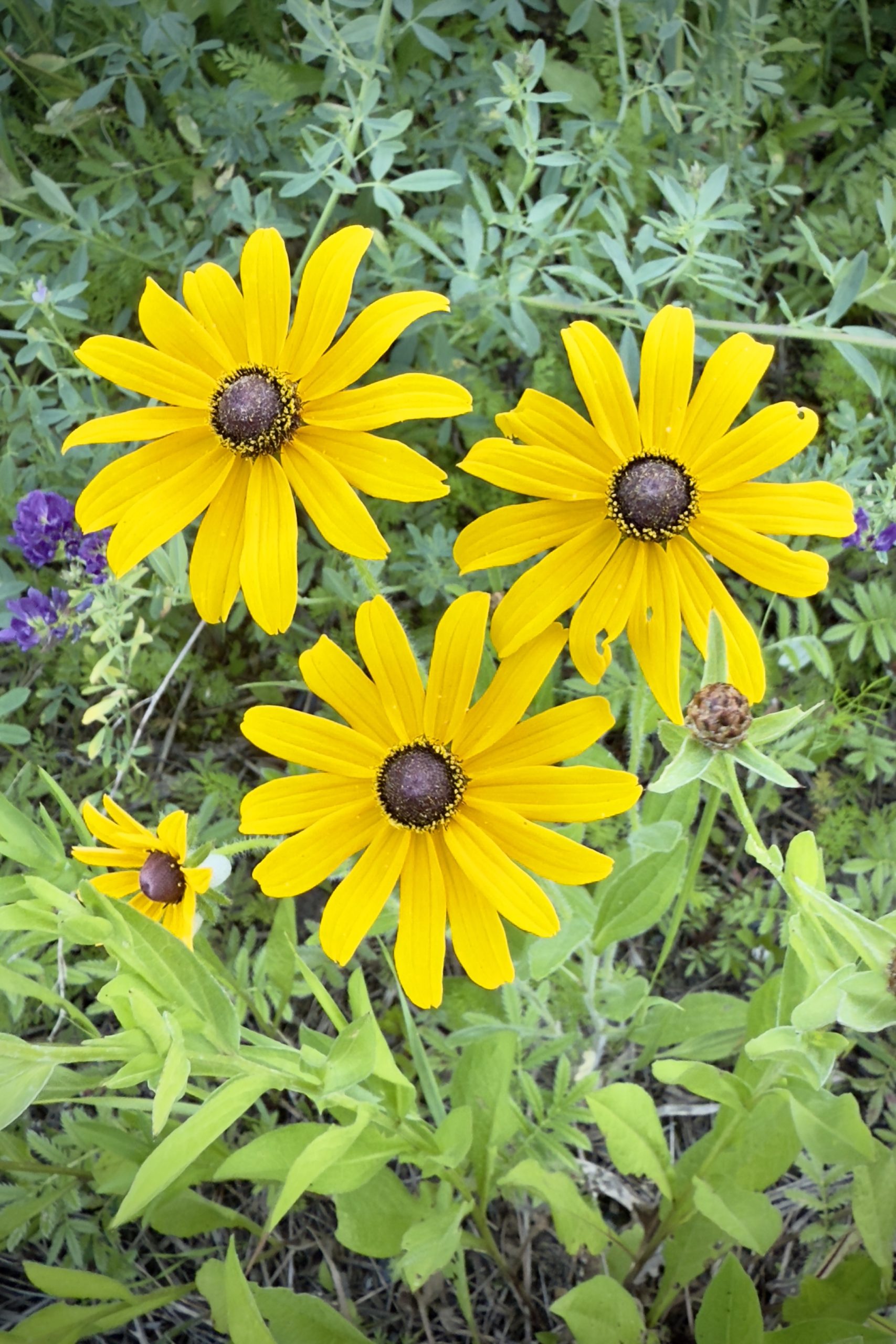 Rudbeckies jaunes, Cantons-de-l'Est