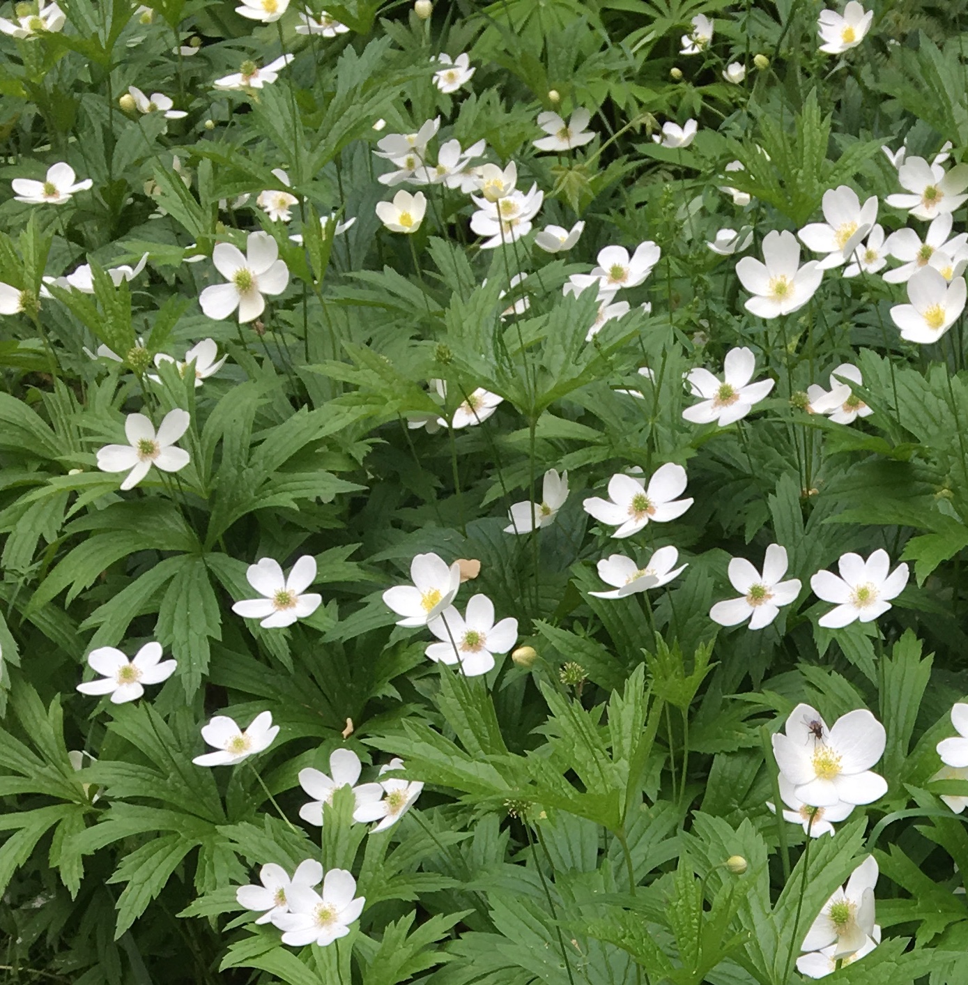 Fleurs blanches sauvages dans le sous-bois