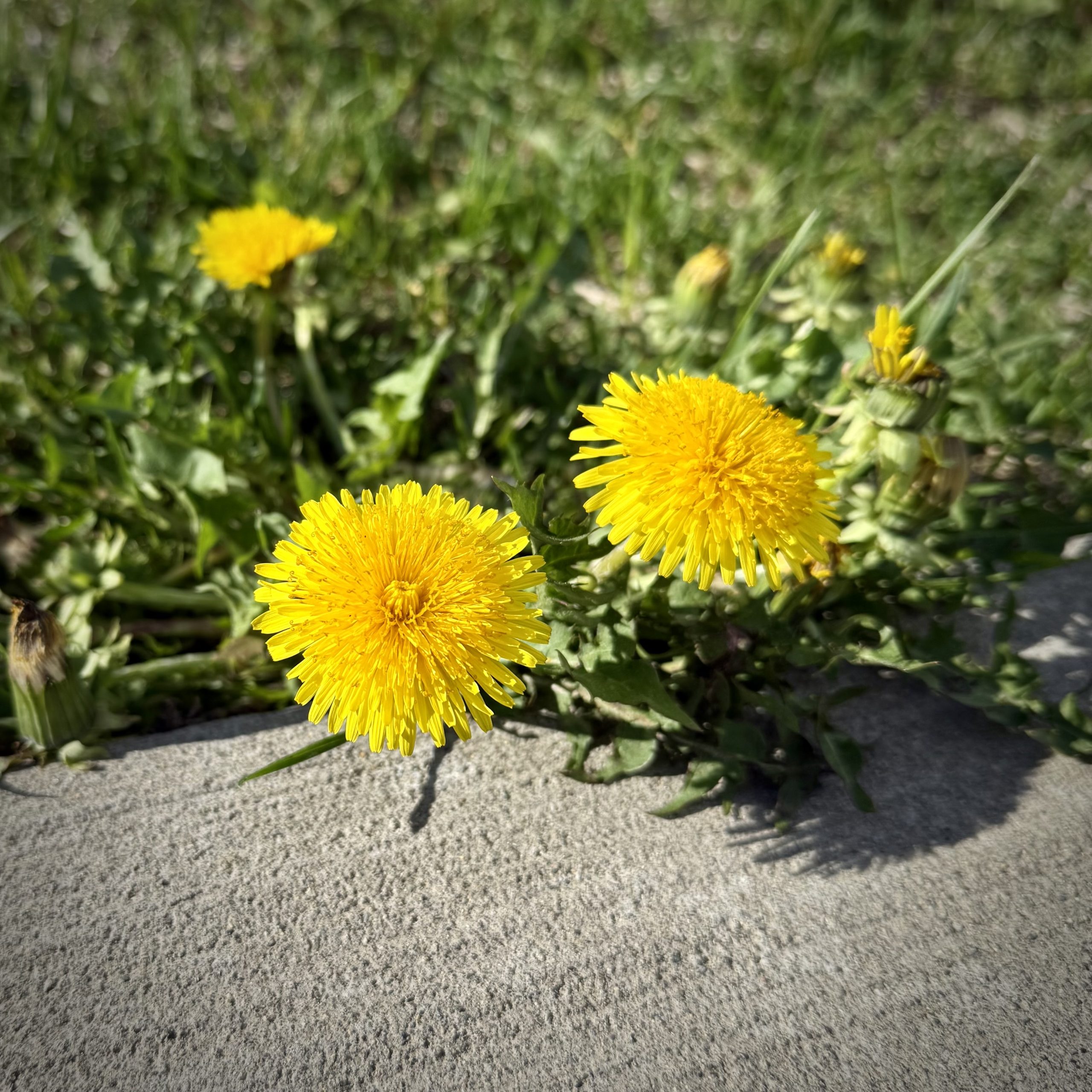 You Were Built for This: Nature Connection for the Rest of Us